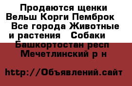 Продаются щенки Вельш Корги Пемброк  - Все города Животные и растения » Собаки   . Башкортостан респ.,Мечетлинский р-н